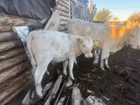Bull, Auliekol breed — photo 1
