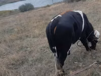 公牛, Russian Black pied cattle — 照片 2
