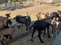 بز نر, Alpine goat — عکس 1