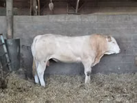 Bou, Bovine — foto 3