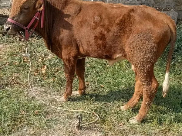 Bulle, Rinder — Usbekistan
