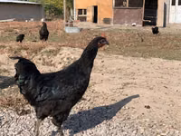 Chickens — foto 3