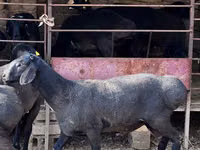 Ram, Sheep — photo 4