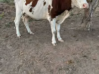 Vache, Bovins — photo 2