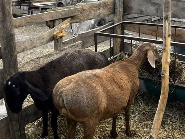 Sheep, Hissar sheep — Kyrgyzstan