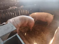 Schweine (Partie, Geschlecht nicht angegeben) — Foto 2