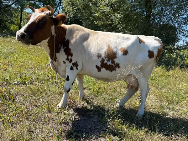 Cow, Cattle — Moldova