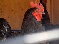 Chickens — รูปภาพ 6