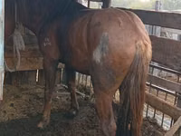 Horse (M), Horses — photo 3