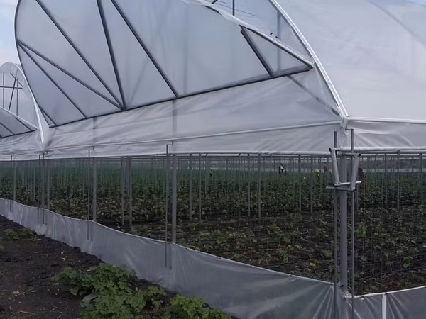 Vindem constructie module de sera solar cu pereti drepti