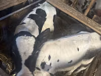 सांड, Russian Black pied cattle — फ़ोटो 4