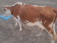 Vache, Bovins — photo 2