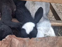 Sheep, Sheep — photo 1