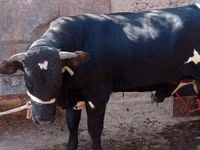 Bull, Cattle — photo 5