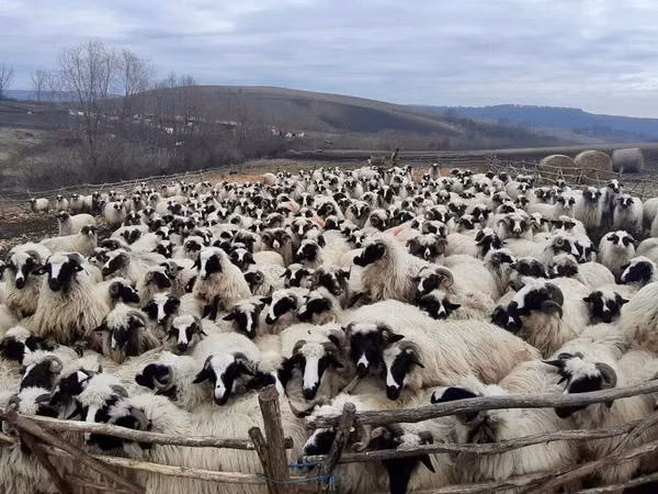 Sheep, Bessarabian sheep