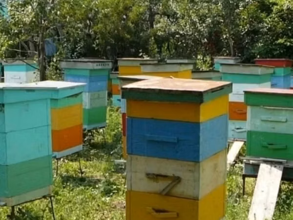 Куплю старых улей. Ульи, которые выкинуть жалко, а продавать стыдно