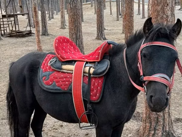 ม้าตัวผู้, Shetland Pony