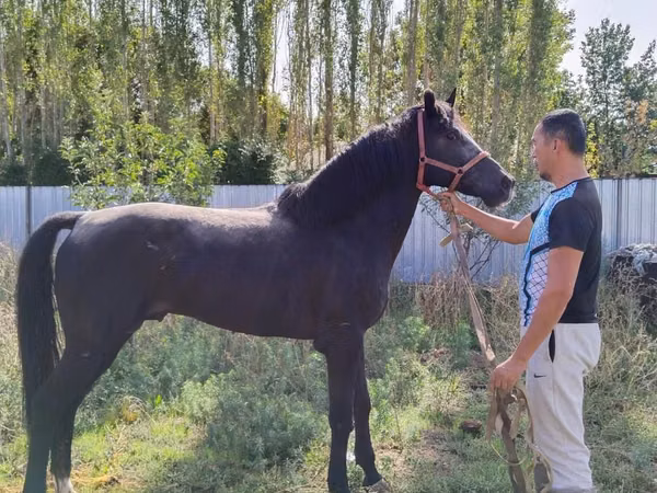 Horse (M), Akhal-Teke — Kazakhstan