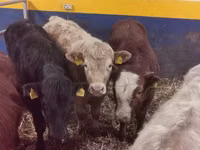 Bull, Limousin cow — photo 3
