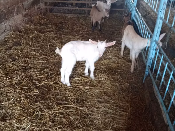 山羊（批次，未指定性别）, Goats — 阿塞拜疆