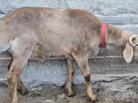 Ram, Arashan sheep — photo 3