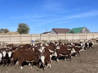 Vacă, Vaca kazahă cu cap alb — foto 2