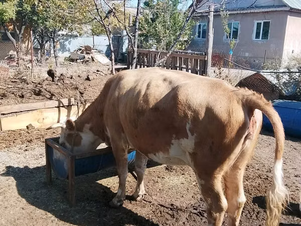 Krowa, Latvian Blue cattle