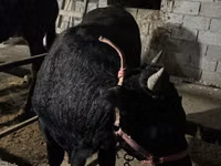 Bull, Aberdeen-Angus — photo 2