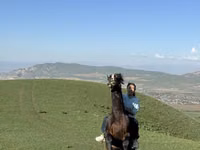 Kuda jantan, Horses — foto 4