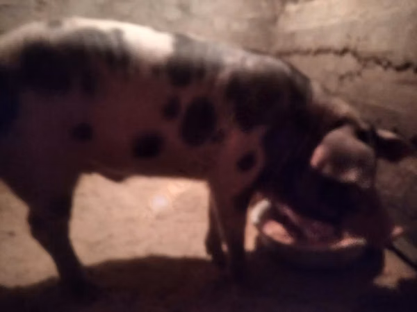 Boar,  — Russia
