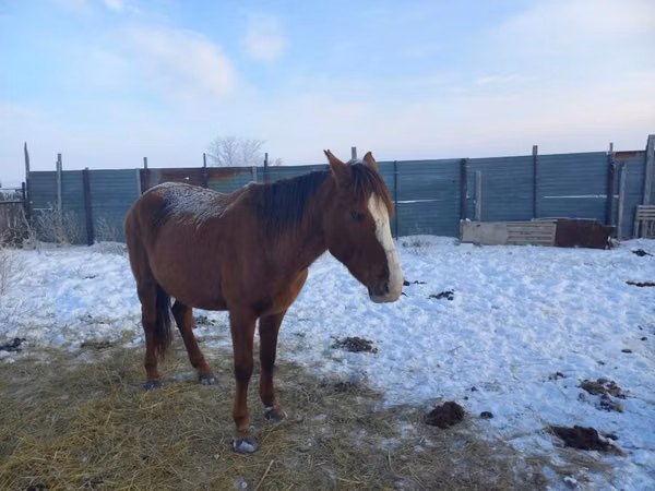 Mare, Horse breed — Kazakhstan