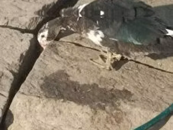 إوز دنماركي رمادي ورمادي مبقع