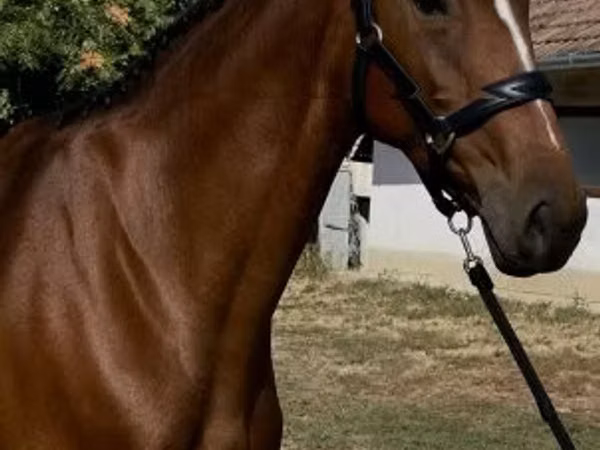 مادیان, Hanoverian