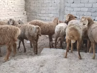 Beran, Arashan sheep — foto 2