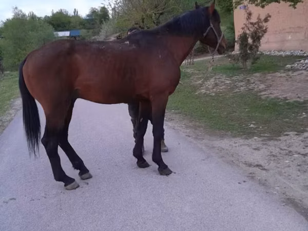 Horse (M), Horses — Kazakhstan