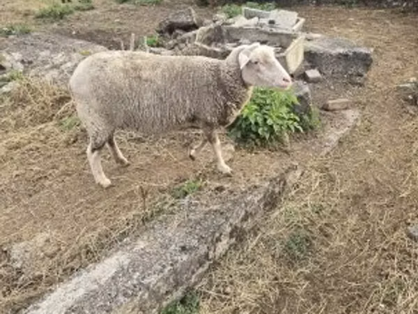 Sheep, Australian merinos sheep — Hungary