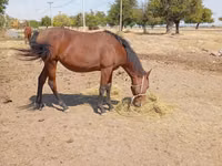 Бие, Kyrgyz Horse — 5-сурет