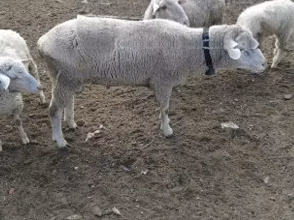 Berbec, Merino sheep