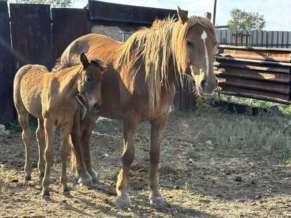 Mare, Horses