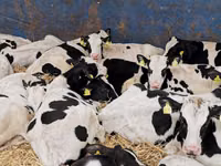 گاو و گوساله (گروه، جنسیت مشخص نشده), Simmental cattle — عکس 6