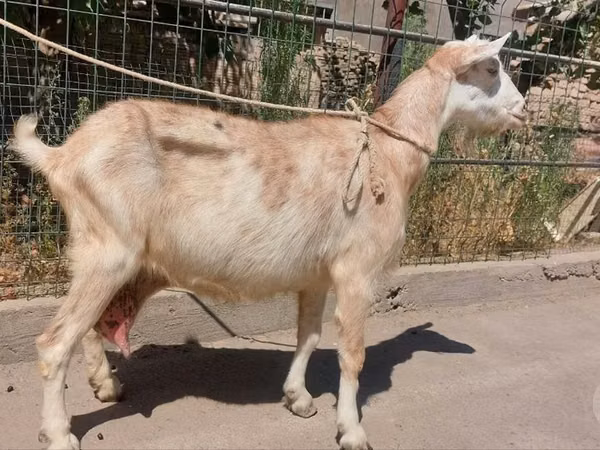 Goat, Goats — Uzbekistan