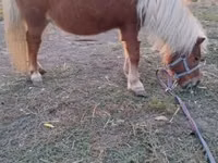 ม้าตัวเมีย, Shetland Pony — รูปภาพ 4