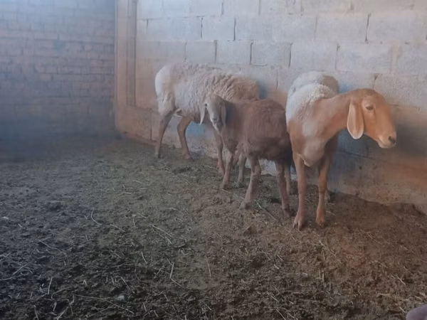 Sheep, Arashan sheep — Kyrgyzstan