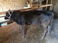Bull, Aberdeen-Angus — photo 1