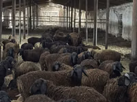 Ram, Edilbay sheep — photo 1