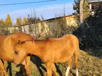Жылқылар (топ, жынысы көрсетілмеген), Thoroughbred horse — 3-сурет