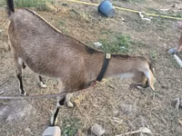 Koza, Nubian Goat — foto 2