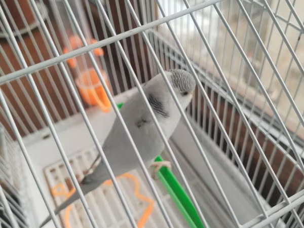 7 ayliqdi erkeydi qefes su qabi yem qabi yem.her seyi verilir tek