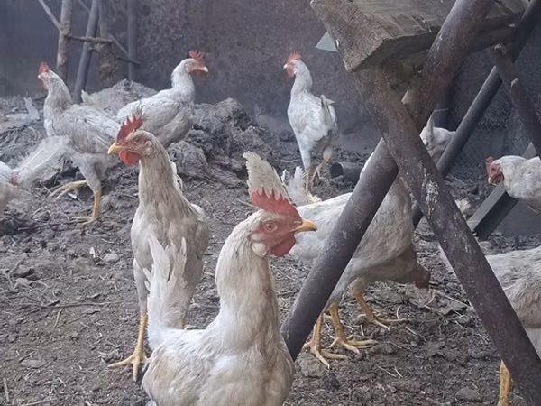 Chickens — Kyrgyzstan