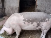 Sow, Pigs — photo 2